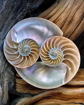 Yin & Yang Sacred Geometry